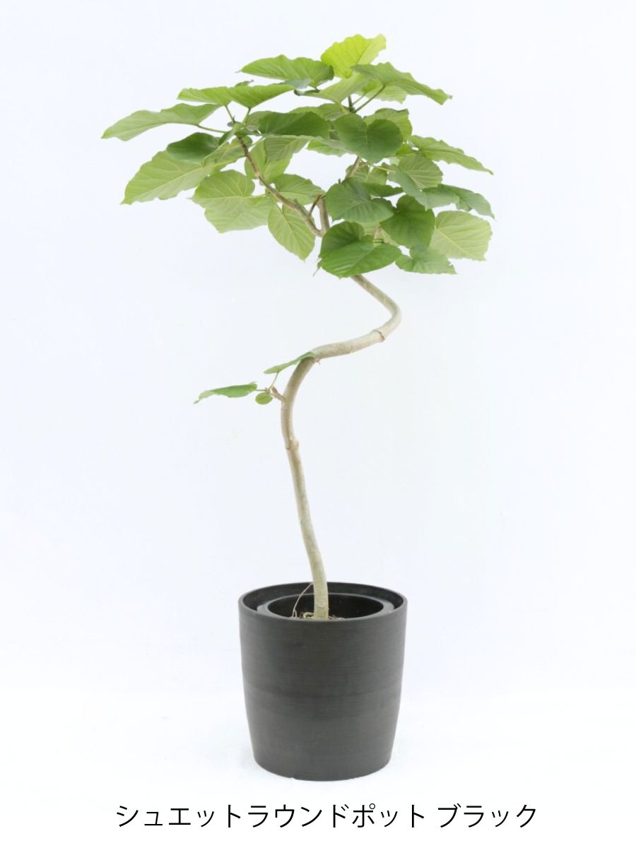 フィカス・ウンベラータ 8号の通販 | 観葉植物通販AONOKI（あおのき）