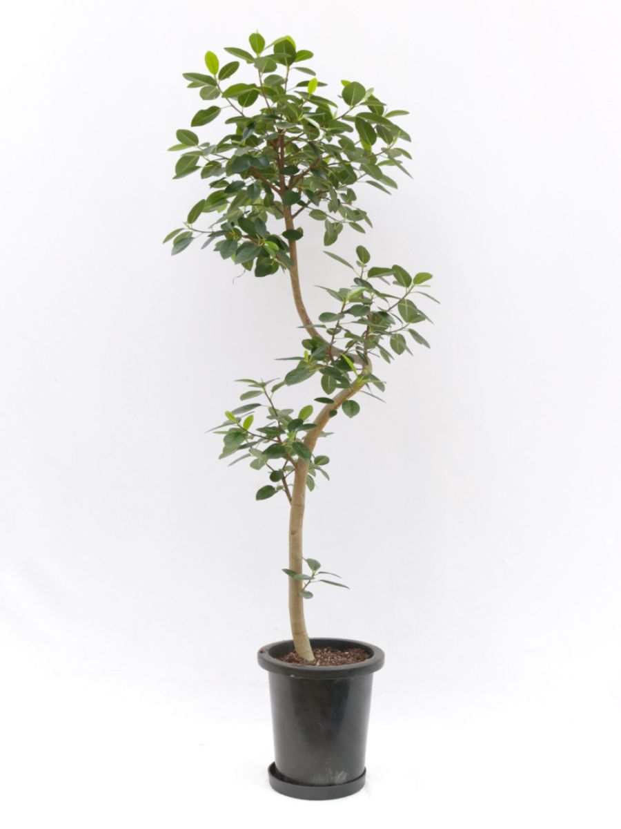 Raki フランスゴム リビングサイズ Raki フランスゴム リビングサイズ