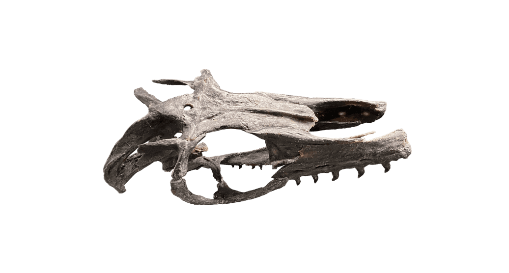 海の化石ミュージアム │ AOAO SAPPORO