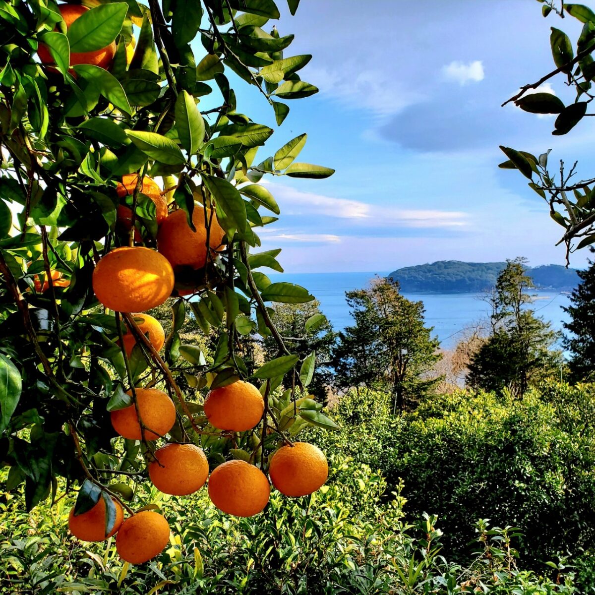 citrus_love_yajima-5-1200x1200