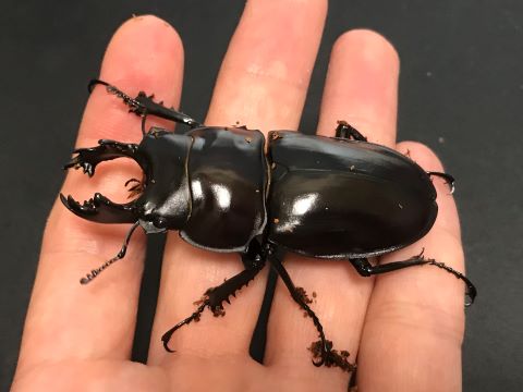 2020年のヤエヤママルバネクワガタの羽化～2000㏄ブロー容器での飼育