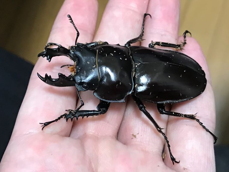 ヤエヤママルバネ 61mmup ペア ヤエヤママルバネクワガタ ペア ♂52mm