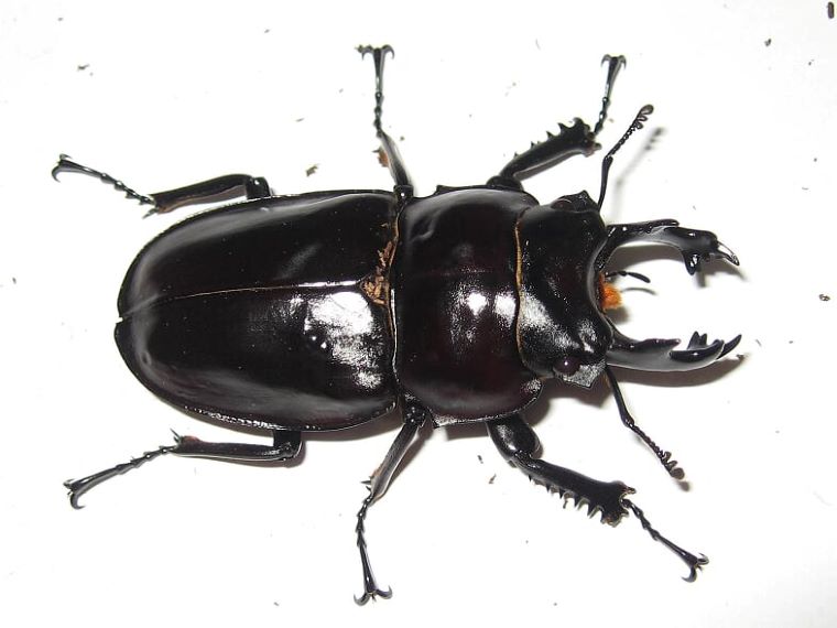 ヤエヤママルバネクワガタの飼育解説！（産卵～幼虫飼育～羽化まで