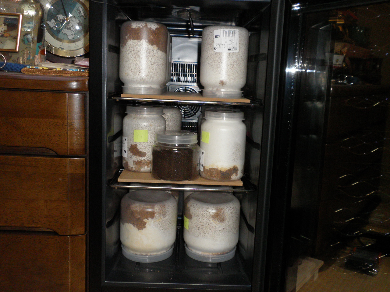 クワガタの幼虫用、ワインセラーの増設