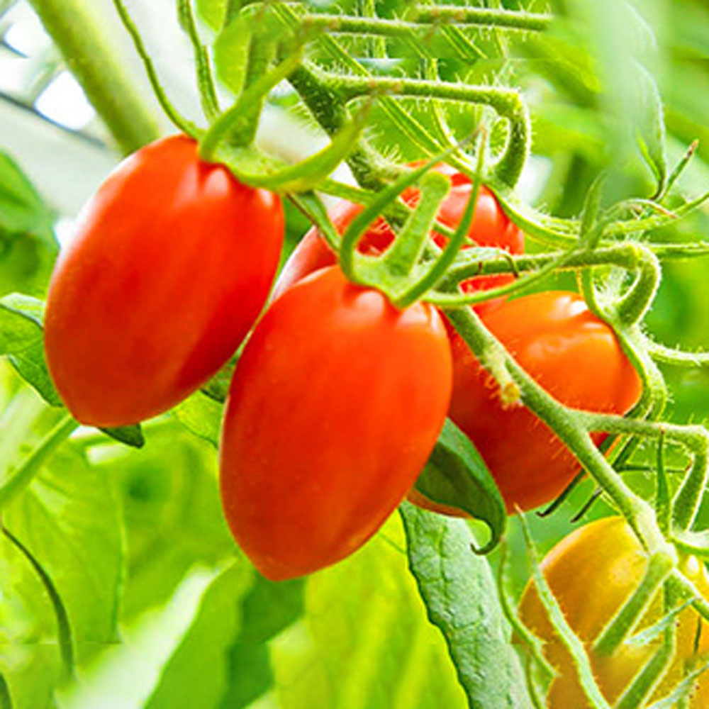 ギフトカード】PRINCESSトマト120g(4P) ギフトカード – AOYAMA GIFT SALON