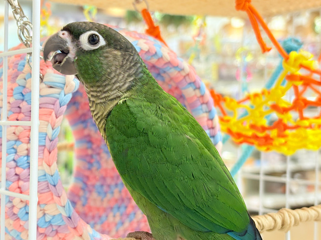 最新画像更新🪄】可愛すぎてる…♥ウロコインコ(ノーマル)