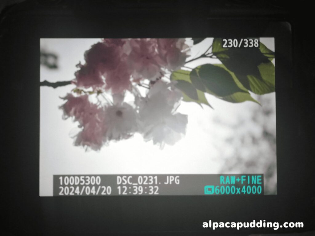 初心者カメラキット】ニコンのD5300をレンタルしてみた！【スマホ転送