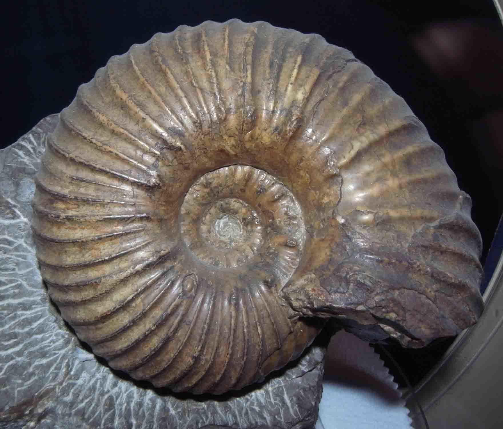 ユウパキディスカス・ラムベルチ Eupachydiscus aff. lamberti: 北海道