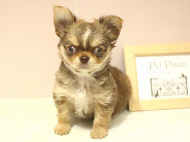 チワワ(ロング)(チョコレートフォーン)の子犬を価格や特徴で探す