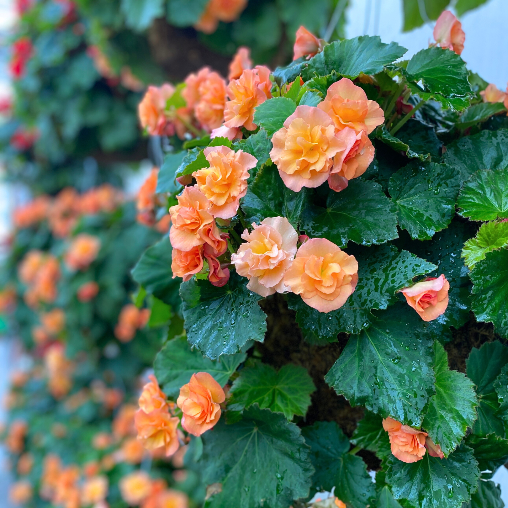 Preorder Peach Solenia Begonia Moss Hanging Basket | Amsterdam