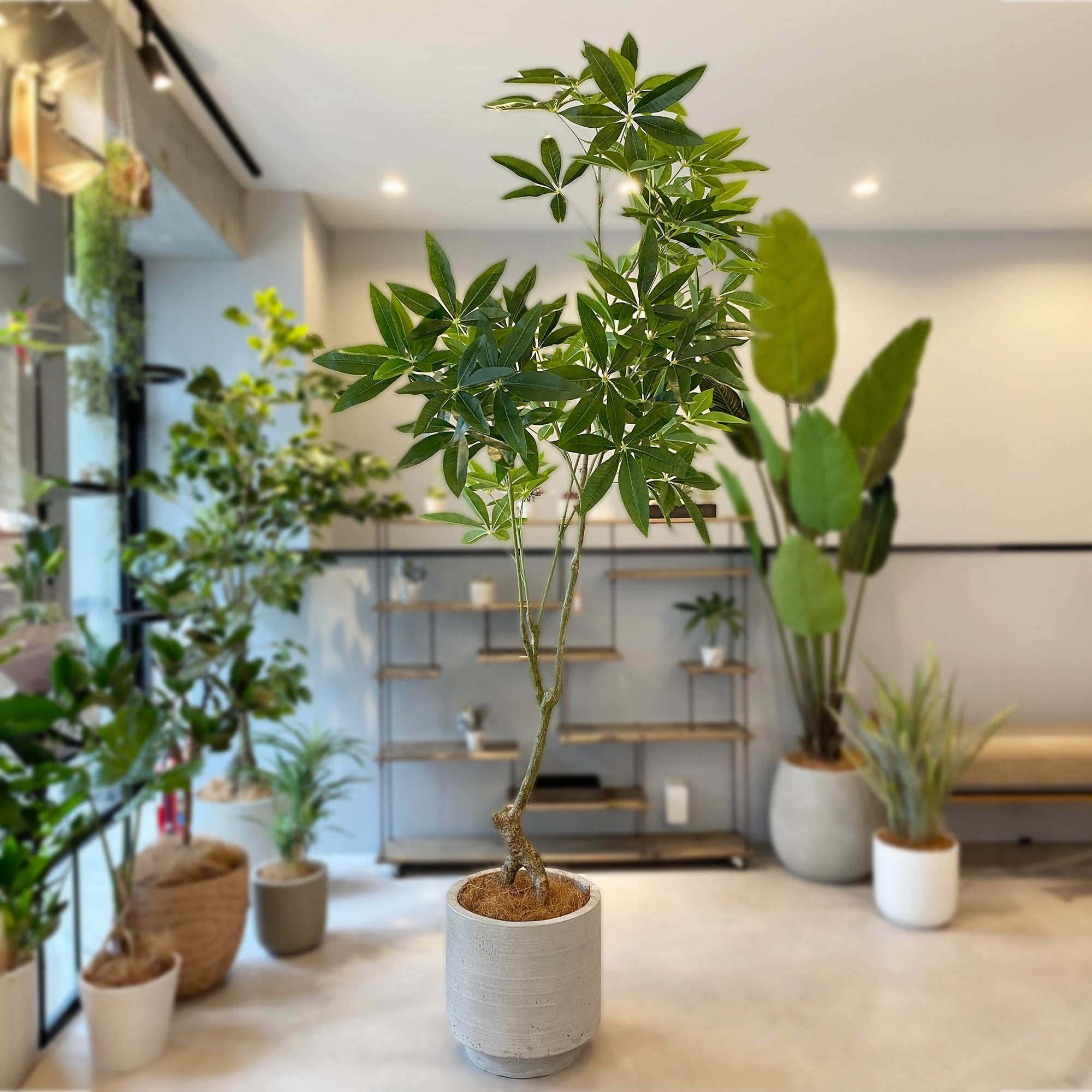 パキラ 180cm - フェイクグリーン専用通販サイト – フェイクグリーン