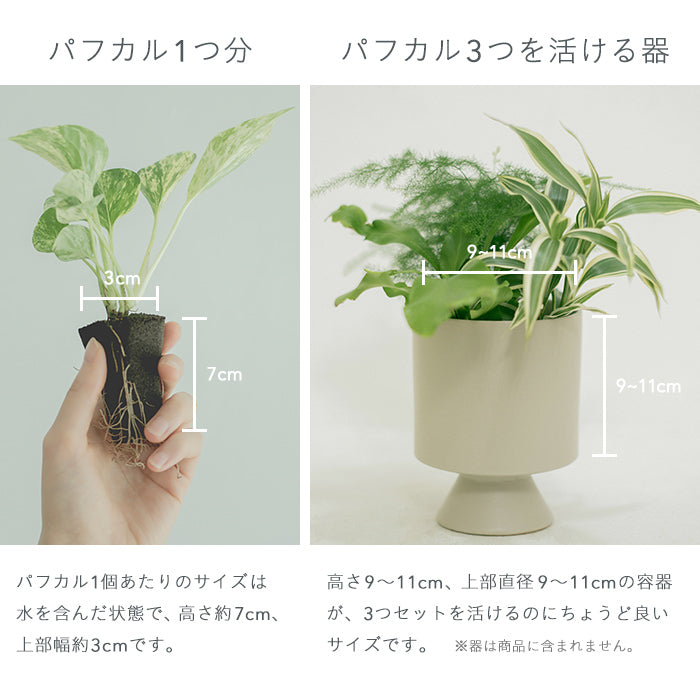 Secret Set（お得な観葉植物3種セット）｜土を使わない観葉植物 – &Green