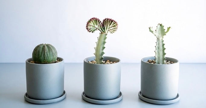 ユーフォルビアの育て方｜枯らさないコツや増やし方 | 観葉植物の通販