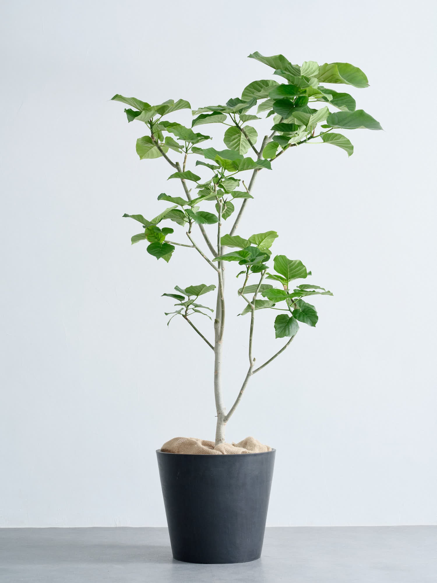 フィカス・ウンベラータ XL | 観葉植物の通販 AND PLANTS (アンドプランツ)