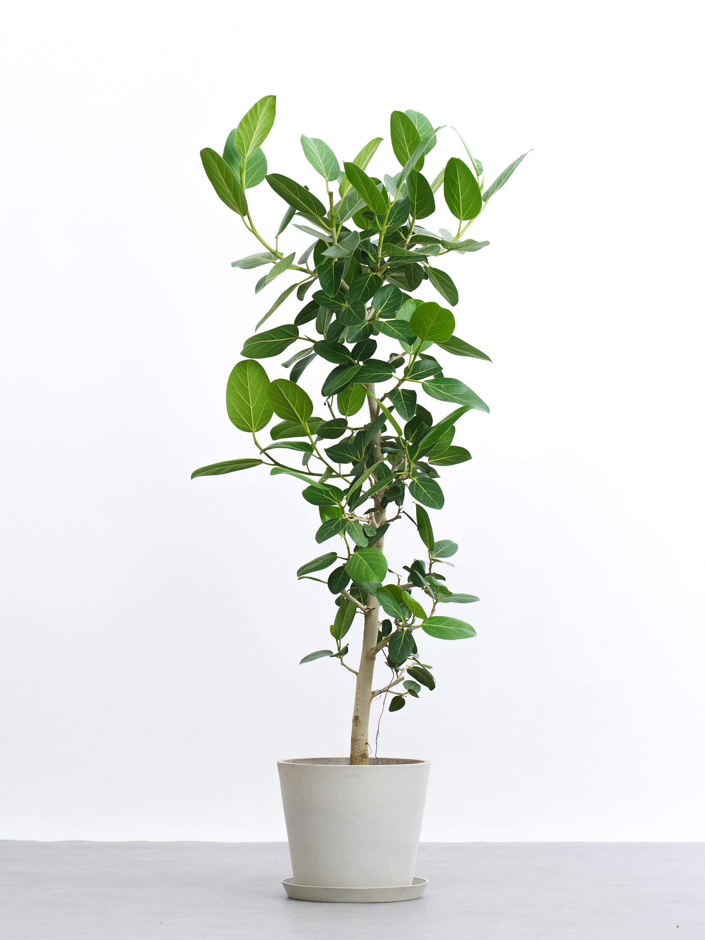 フィカス・ベンガレンシス L | 観葉植物の通販 AND PLANTS (アンド