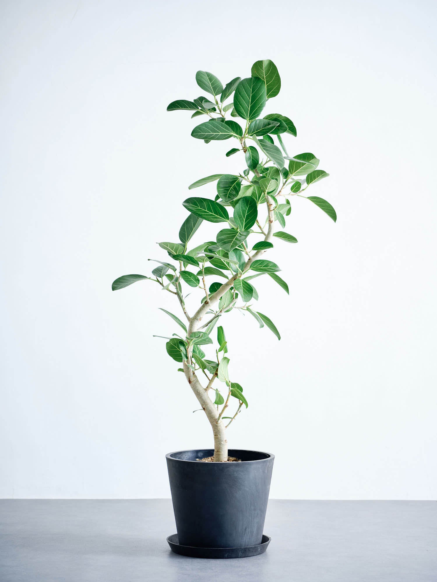 フィカス・ベンガレンシス まがり L | 観葉植物の通販 AND PLANTS
