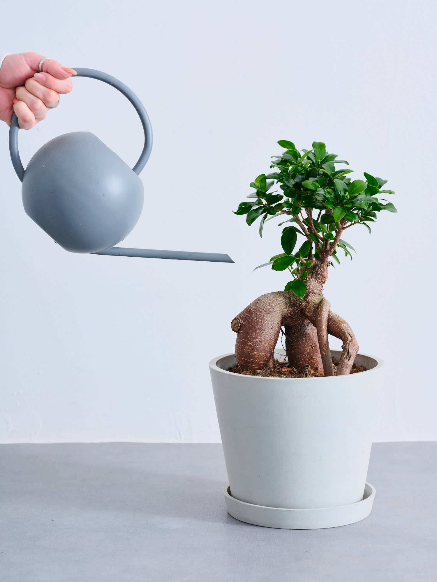 ガジュマル S | 観葉植物の通販 AND PLANTS (アンドプランツ)