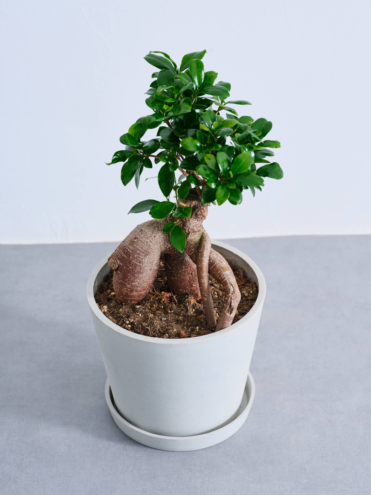 ガジュマル S | 観葉植物の通販 AND PLANTS (アンドプランツ)