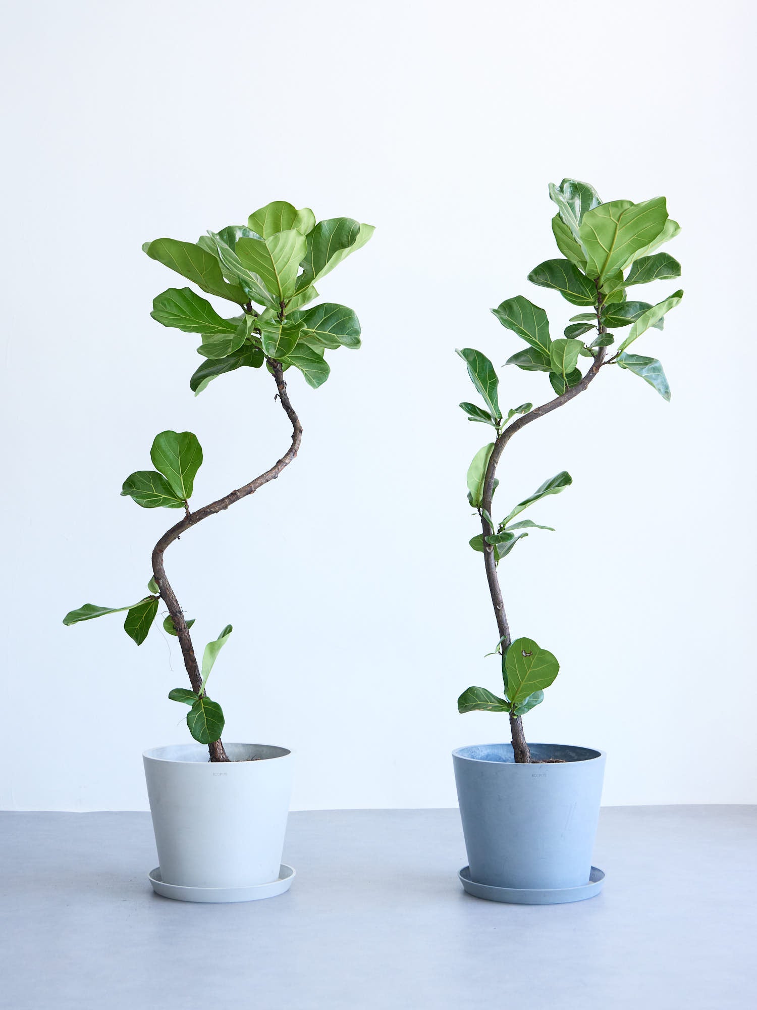 フィカス・リラータ・バンビーノ まがり L | 観葉植物の通販 AND