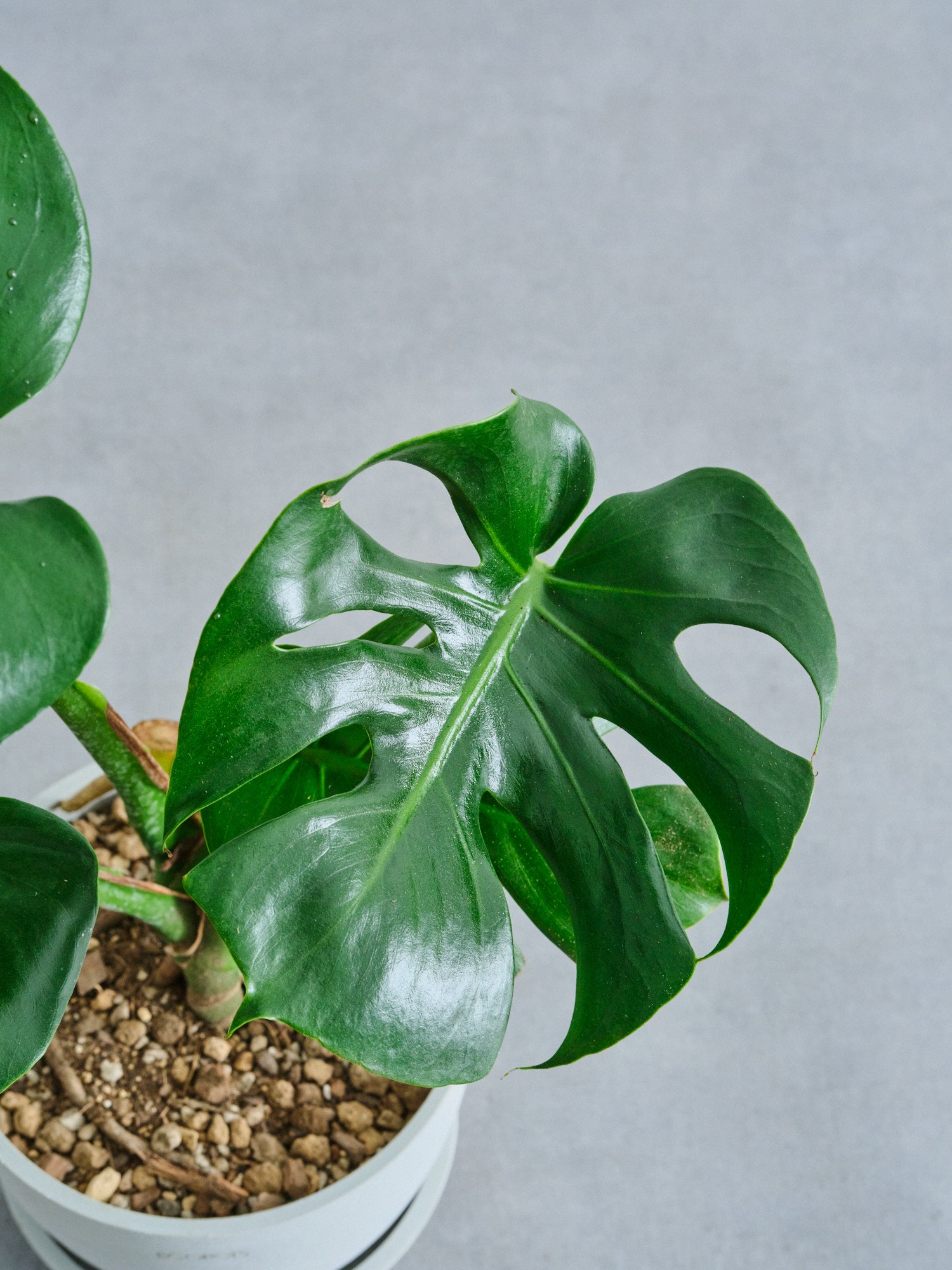 モンステラ(デリシオーサの実) 12個 モンステラ デリシオーサ M | 観葉