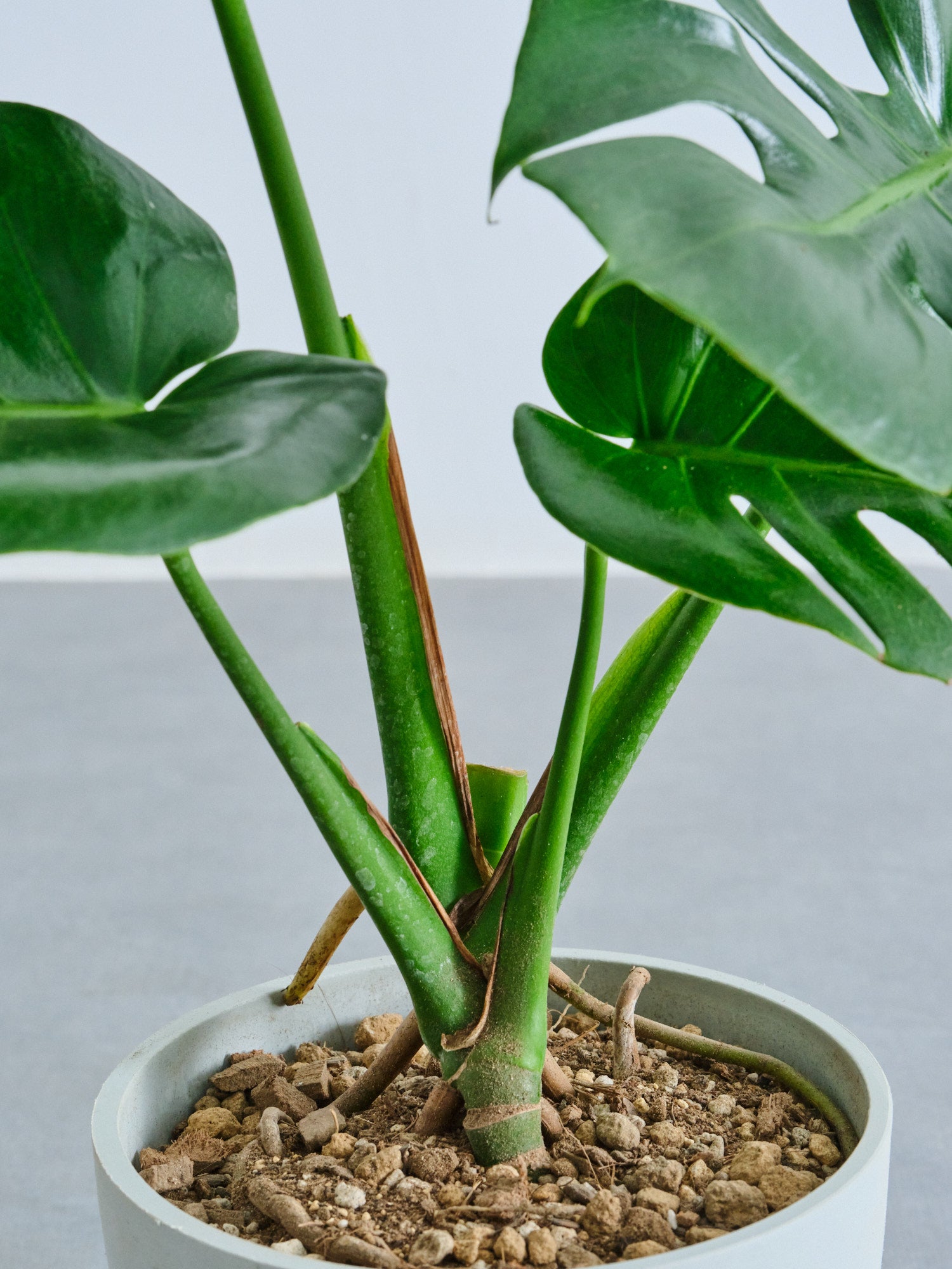 モンステラ・デリシオーサ Table-L | 観葉植物の通販 AND PLANTS