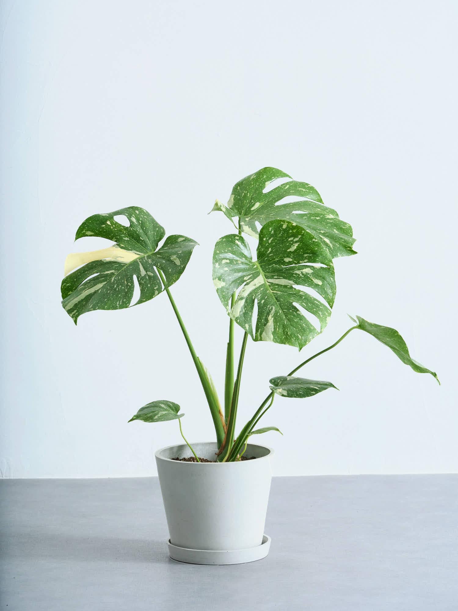 モンステラ・タイコンステレーション | 観葉植物の通販 AND PLANTS