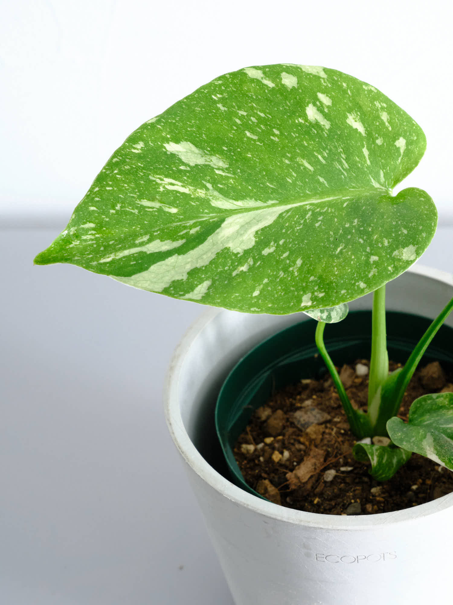 モンステラ・タイコンステレーション Table-M | 観葉植物の通販 AND