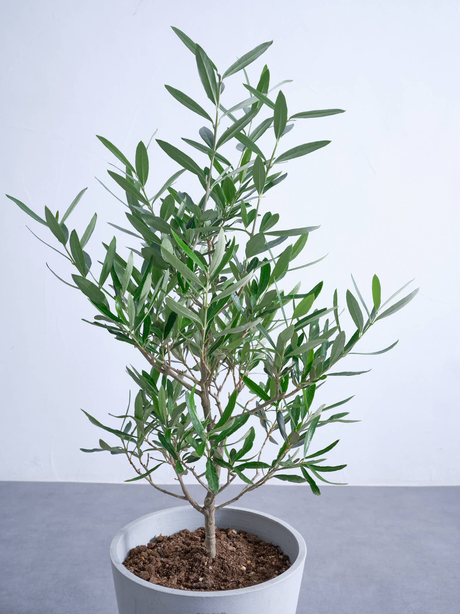 オリーブ・チプレッシーノ S #2 | 観葉植物の通販 AND PLANTS (アンド