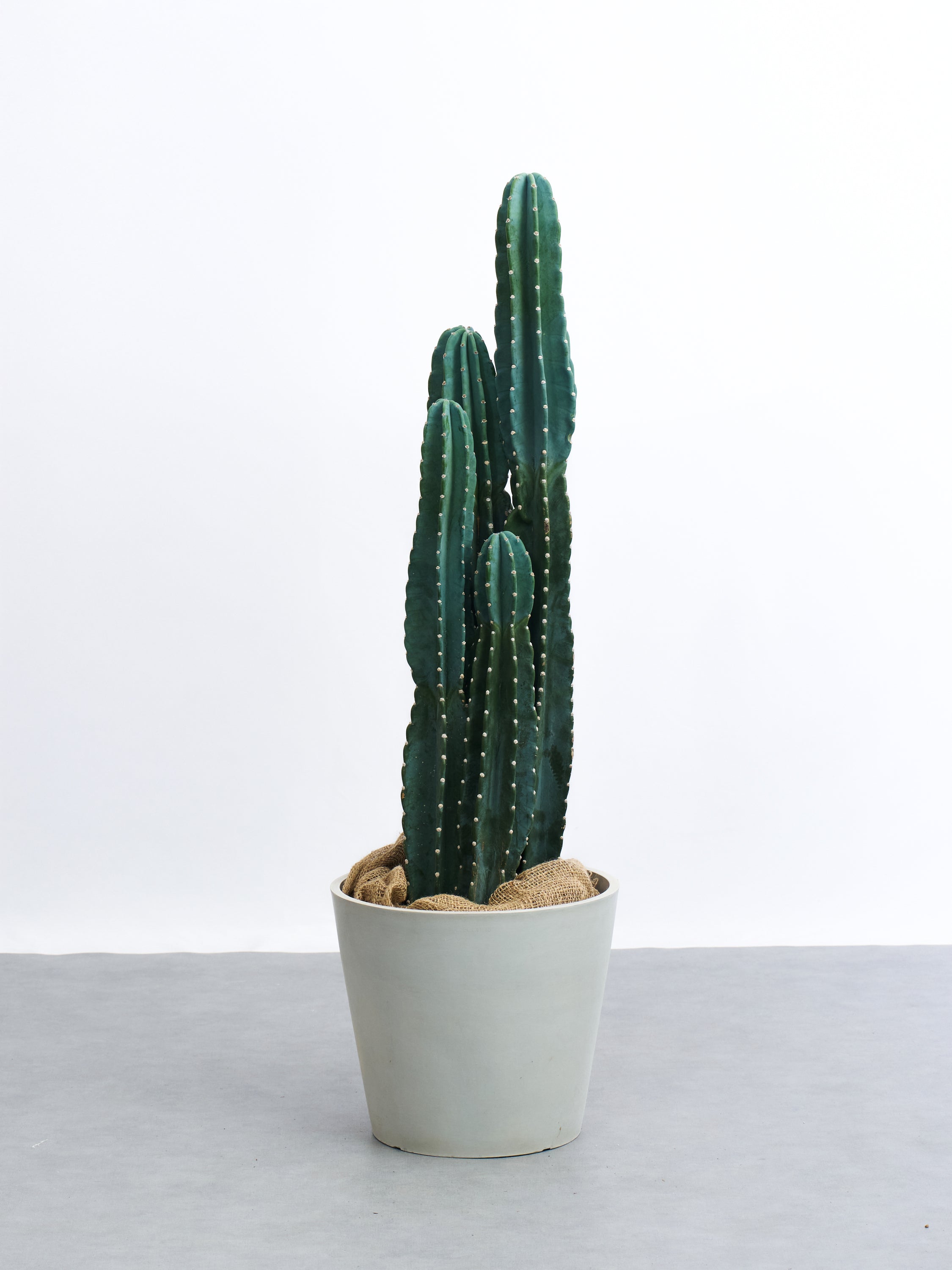 柱サボテン XL 【全国発送可能】 | 観葉植物の通販 AND PLANTS (アンド