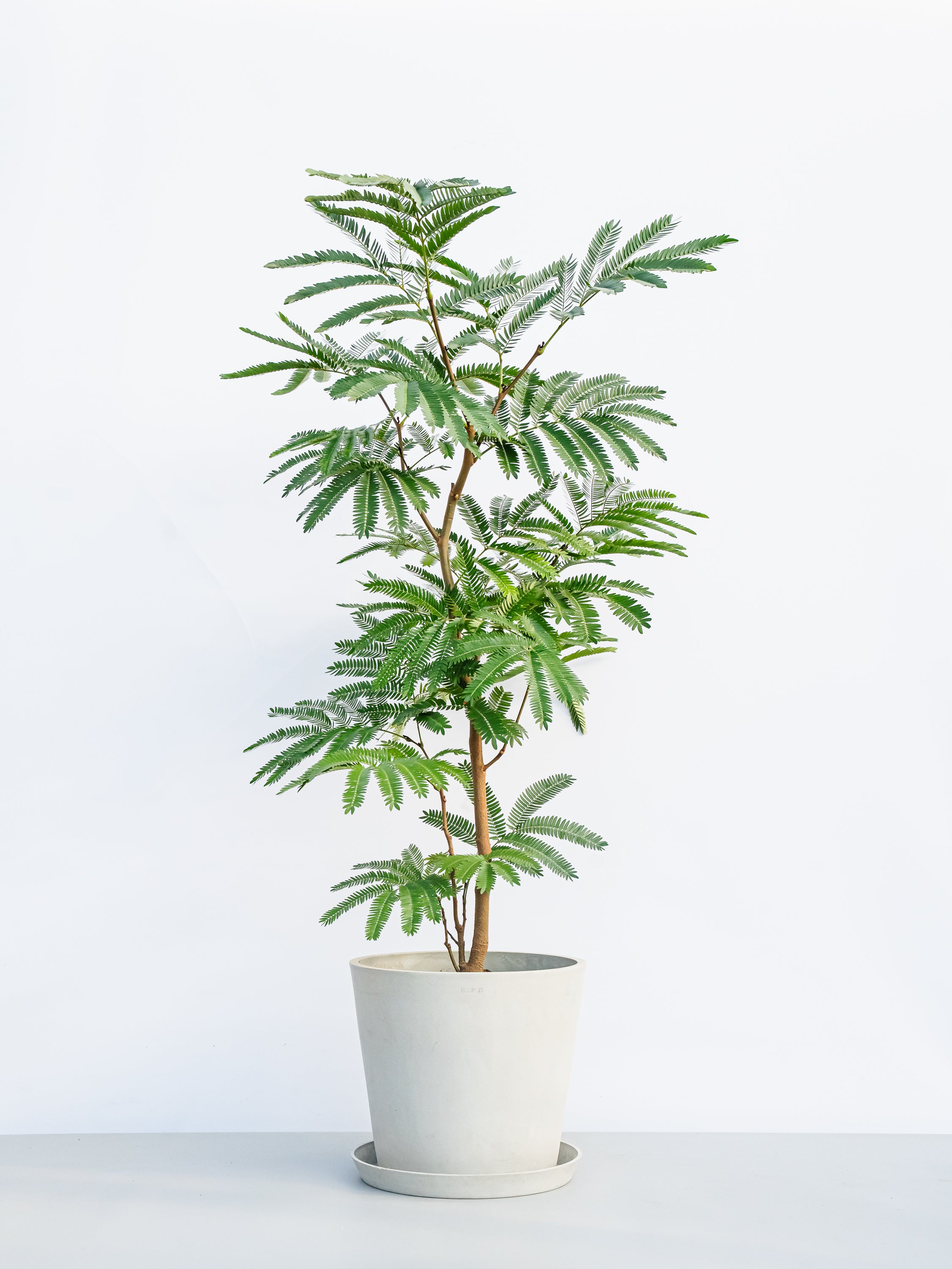 エバーフレッシュ L | 観葉植物の通販 AND PLANTS (アンドプランツ)