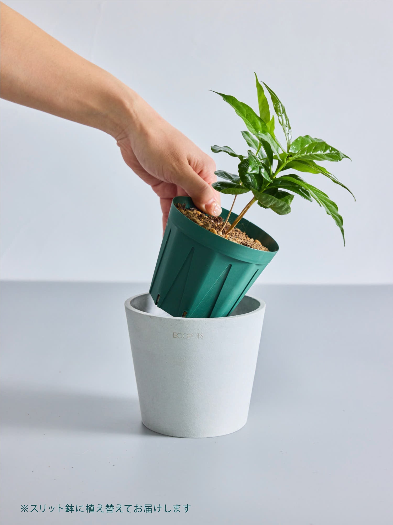 スキンダプサス Table-M | 観葉植物の通販 AND PLANTS (アンドプランツ)