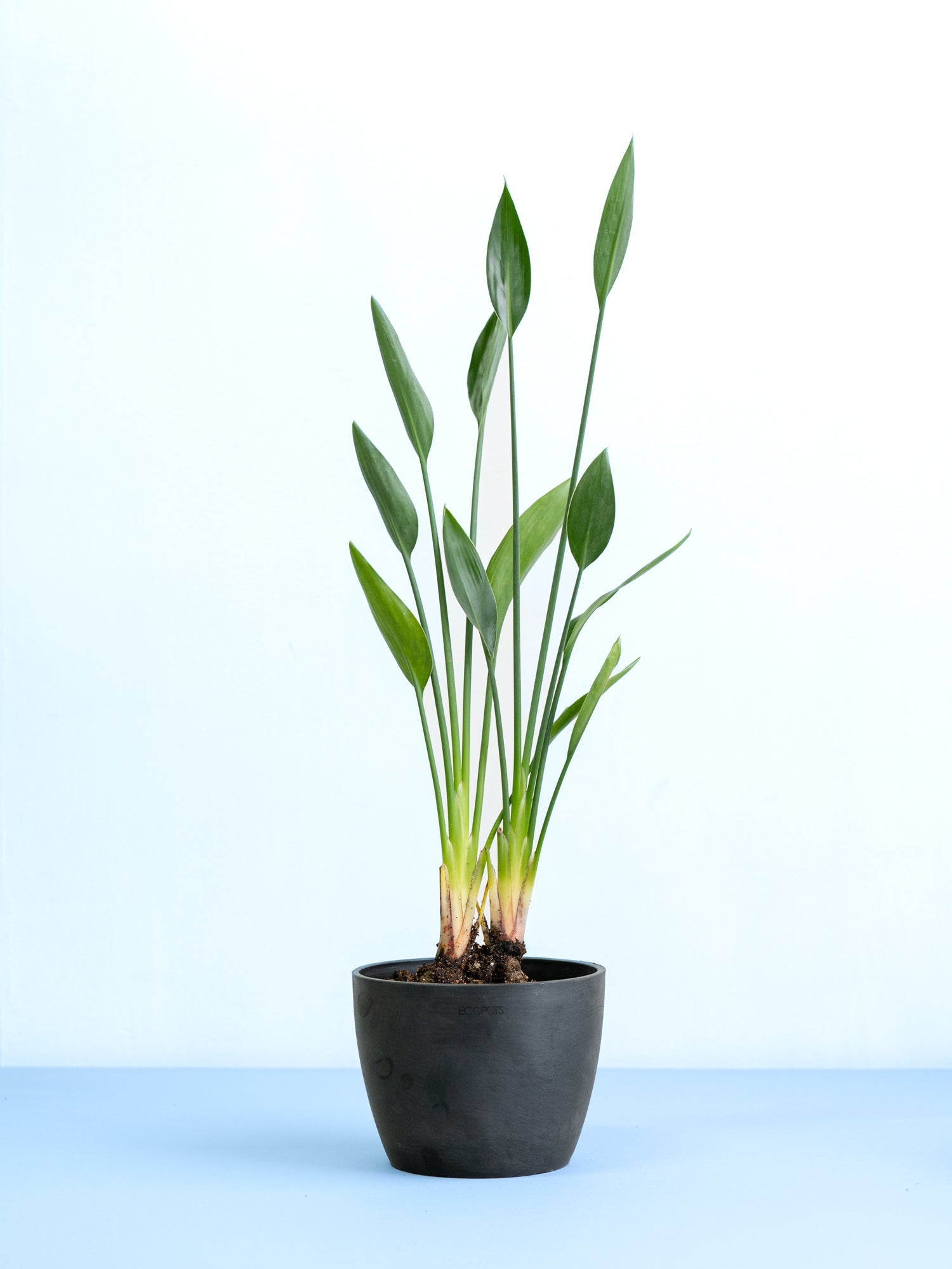 ストレリチア・ノンリーフ Table-L | 観葉植物の通販 AND PLANTS