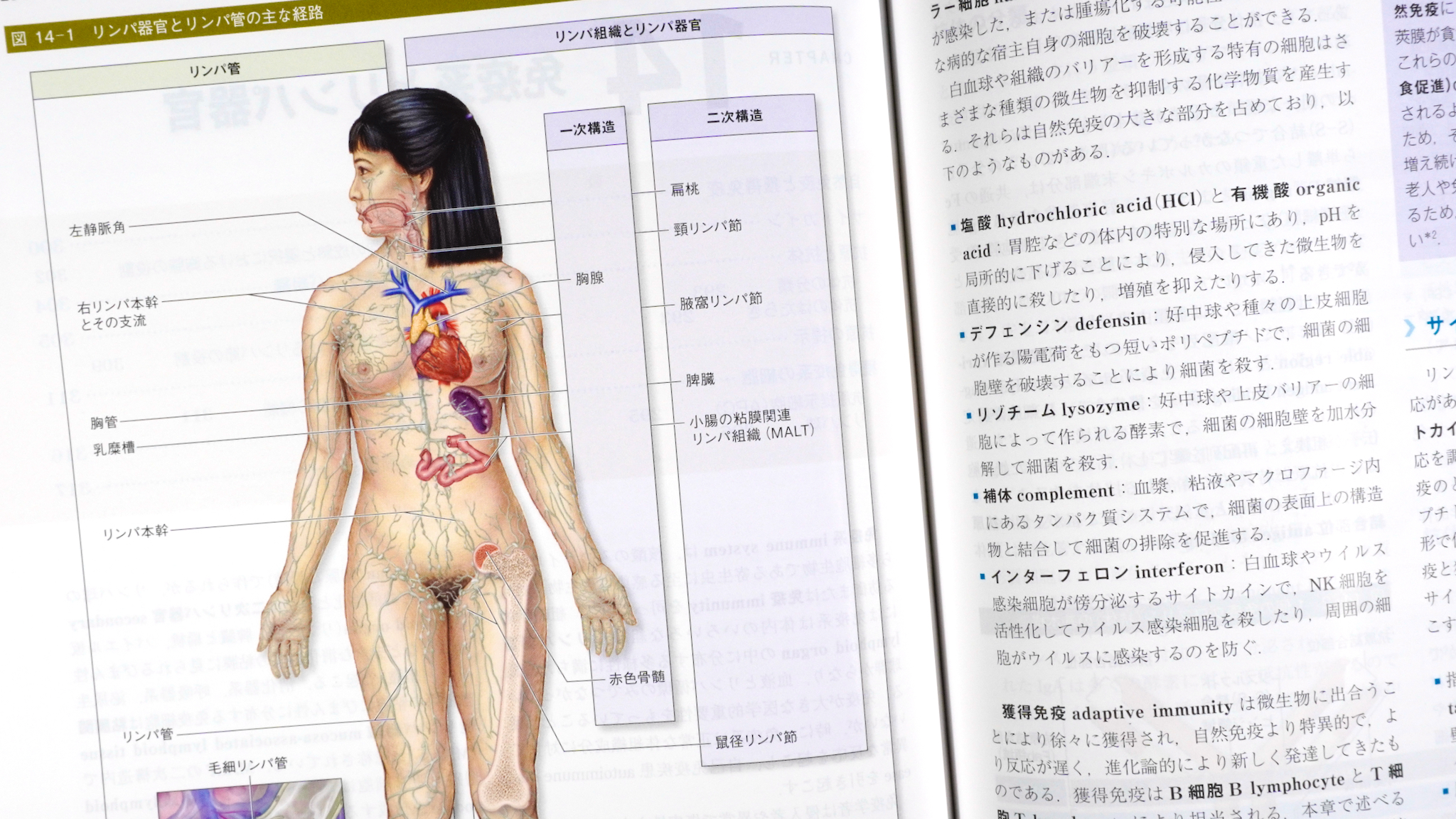 ジュンケイラ組織学 第6版〈原著第16版〉 / Anatomy 今日も明日も