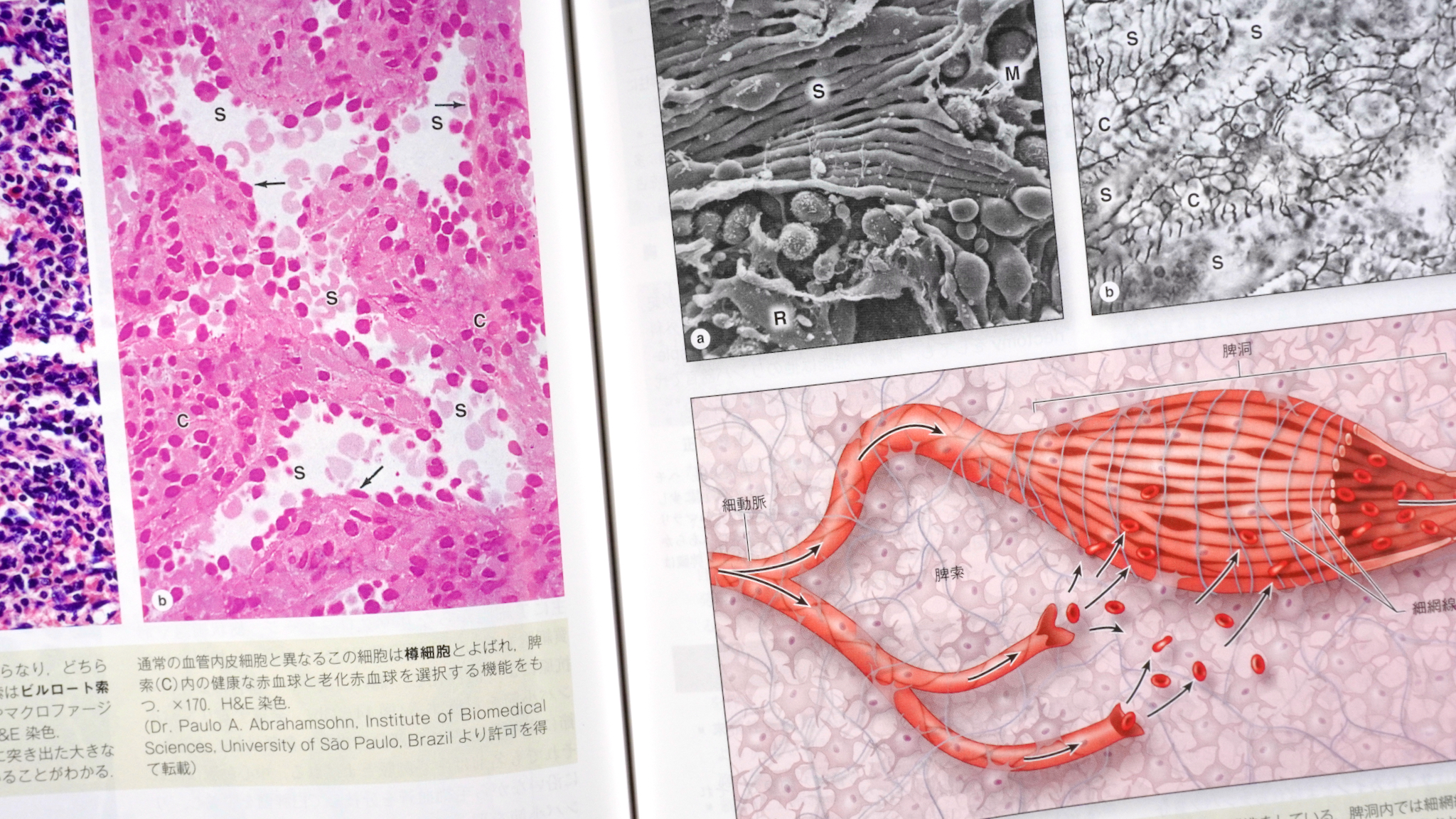 ジュンケイラ組織学 第6版〈原著第16版〉 / Anatomy 今日も明日も