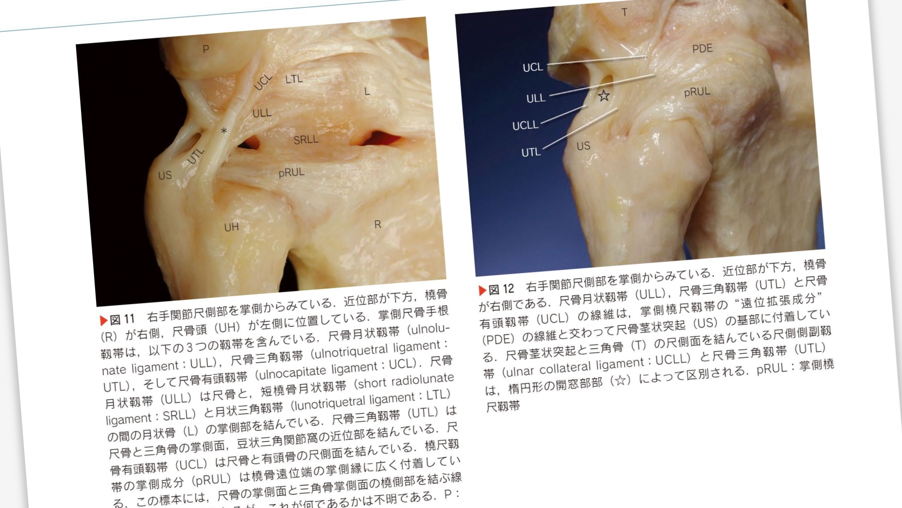 The Grasping Hand 日本語版 / 手の構造 Structures of the Hand