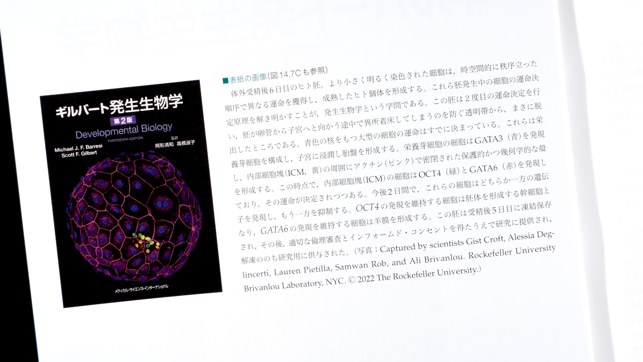 ギルバート発生生物学 第2版 / Anatomy 今日も明日も/ギルバート発生