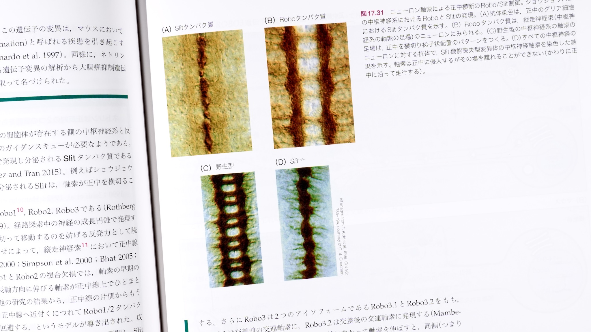 ギルバート発生生物学 第2版 / Anatomy 今日も明日も/ギルバート発生