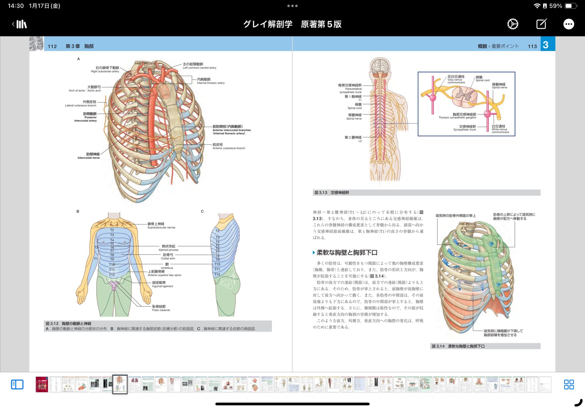 グレイ解剖学 原著第5版 / Anatomy 今日も明日も/グレイ解剖学 原著第5版