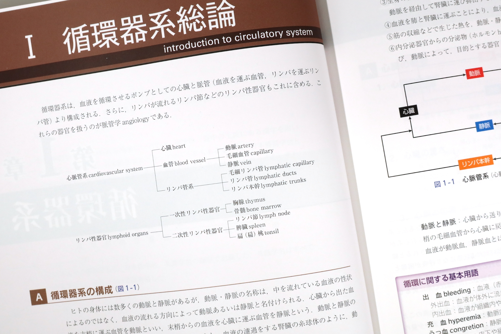 日本人体解剖学 改訂20版 / Anatomy 今日も明日も/日本人体解剖学 改訂20版