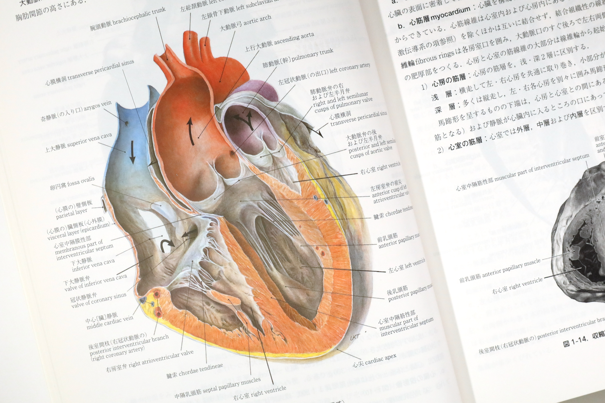 日本人体解剖学 改訂20版 / Anatomy 今日も明日も/日本人体解剖学 改訂20版