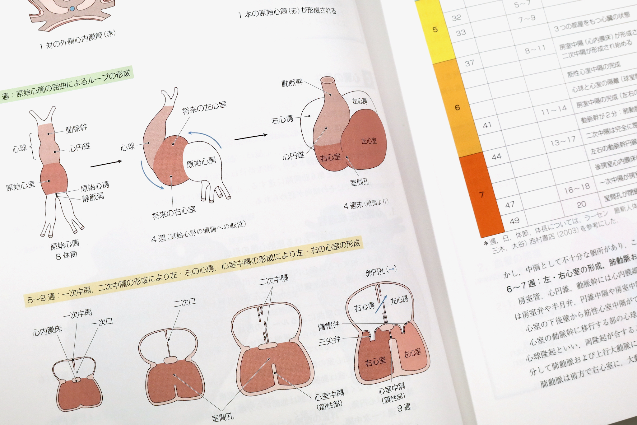 日本人体解剖学 改訂20版 / Anatomy 今日も明日も/日本人体解剖学 改訂20版