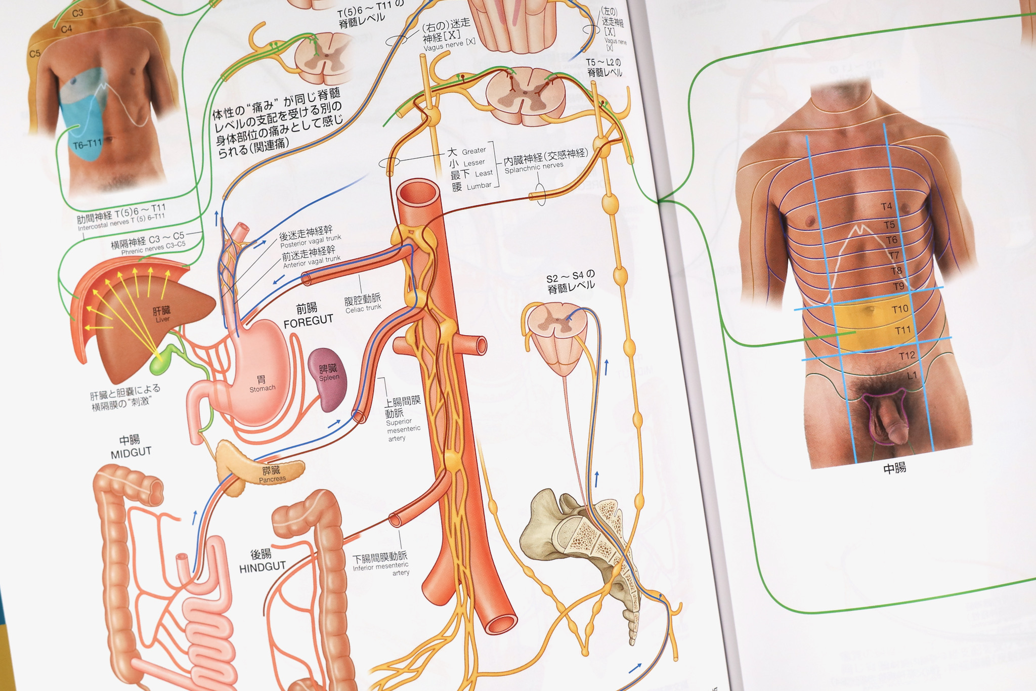 グレイ解剖学アトラス原著第3版 / Anatomy 今日も明日も/グレイ解剖学