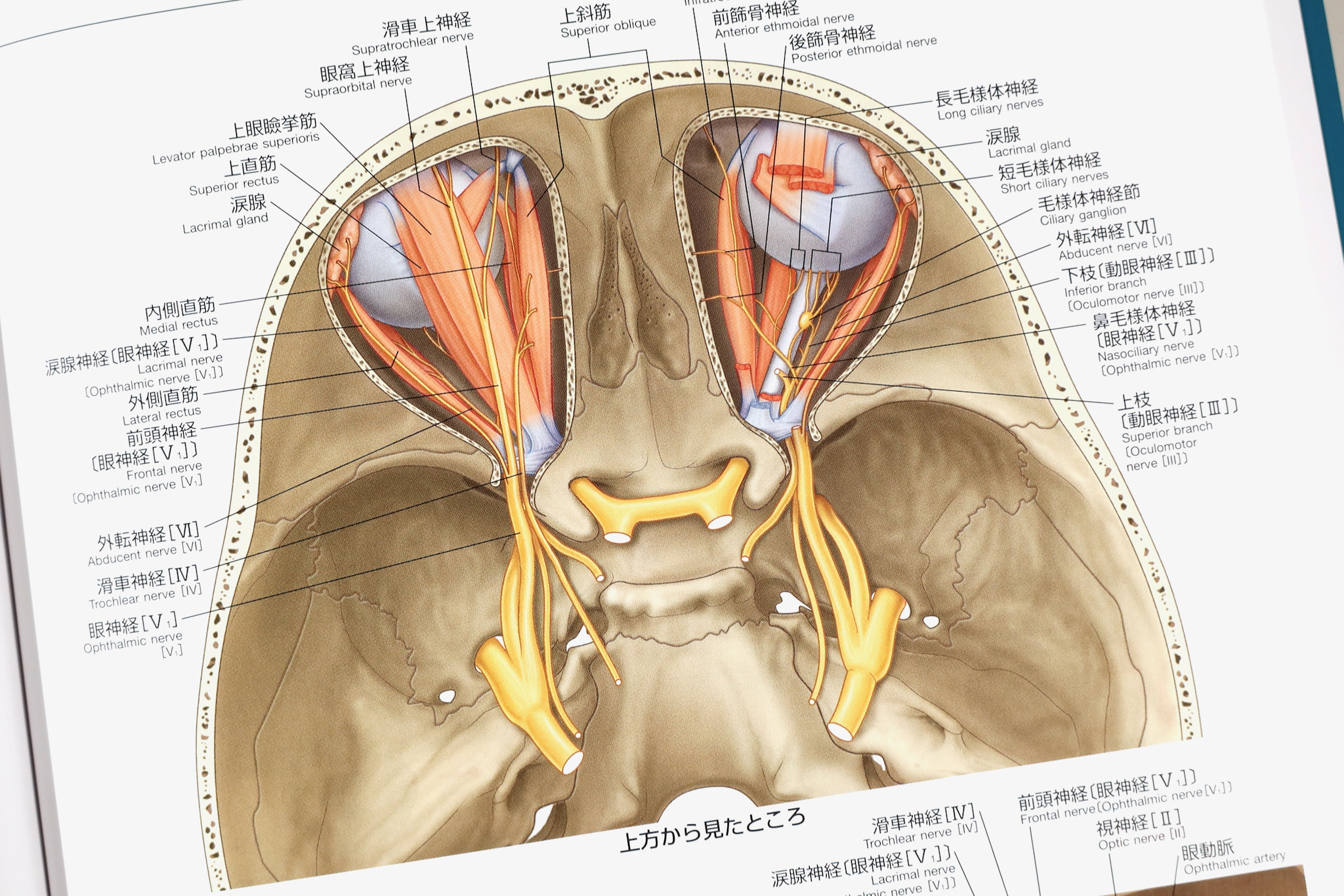 グレイ解剖学アトラス原著第3版 / Anatomy 今日も明日も/グレイ解剖学