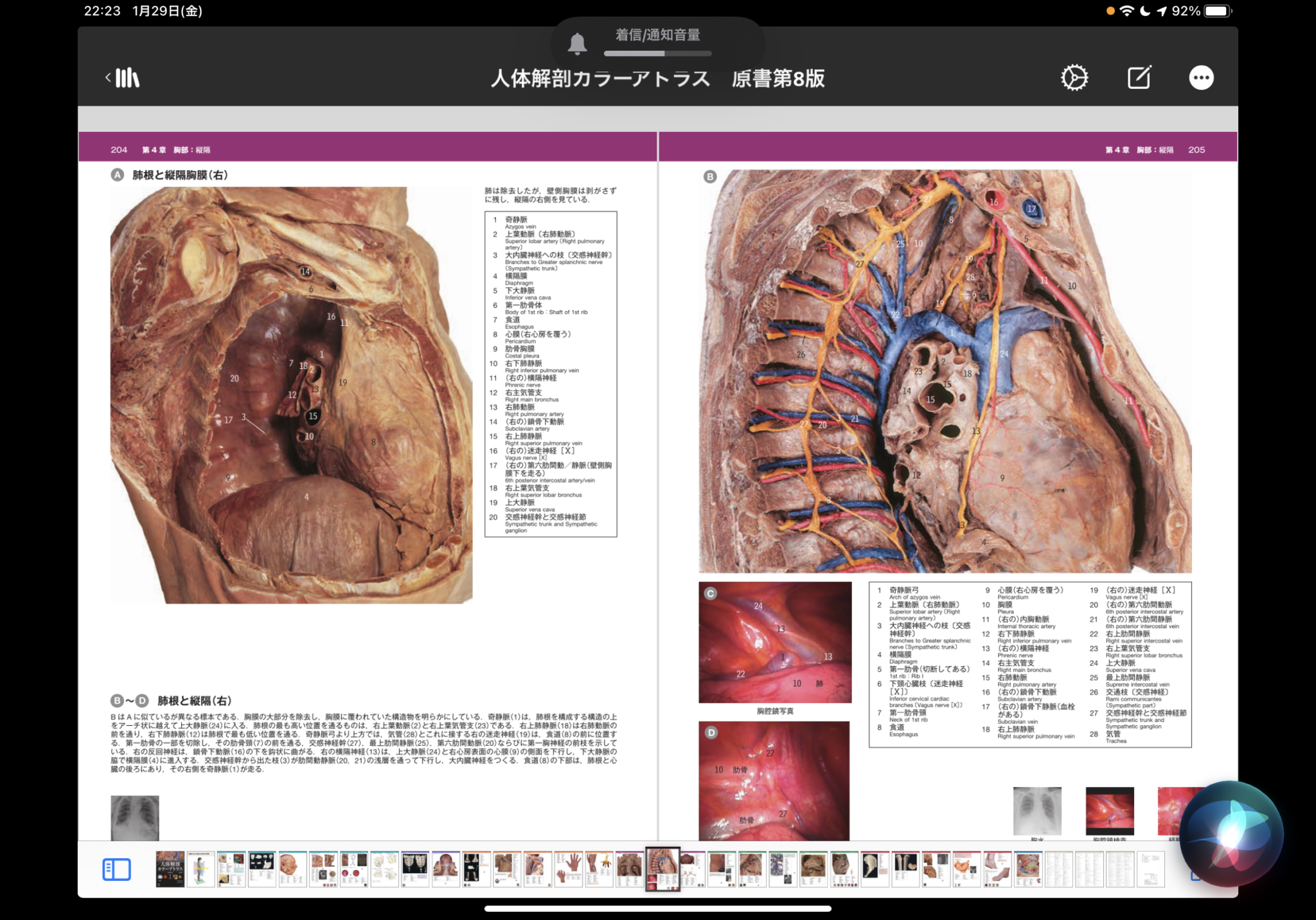 人体解剖カラーアトラス 原書第8版 / Anatomy 今日も明日も/人体解剖