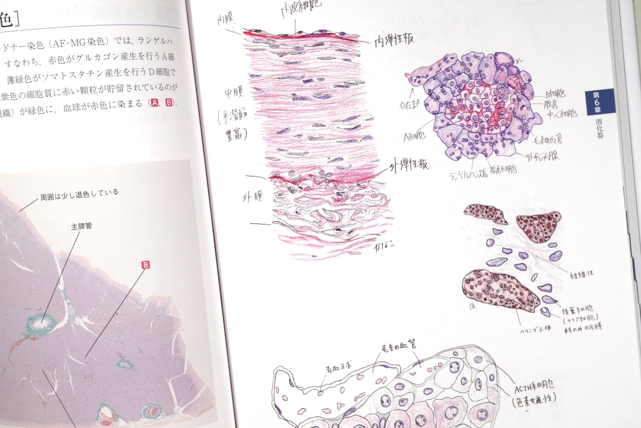 バーチャルスライド 口腔組織学 / Anatomy 今日も明日も/バーチャル