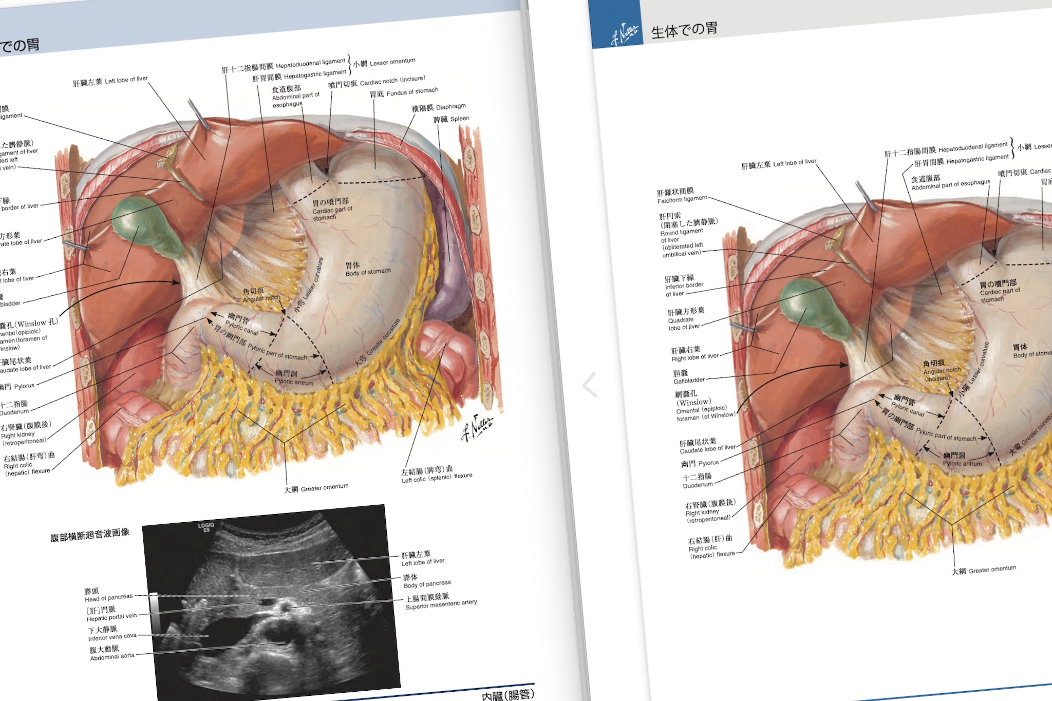 ネッター解剖学アトラス 原著第7版 / Anatomy 今日も明日も/ネッター