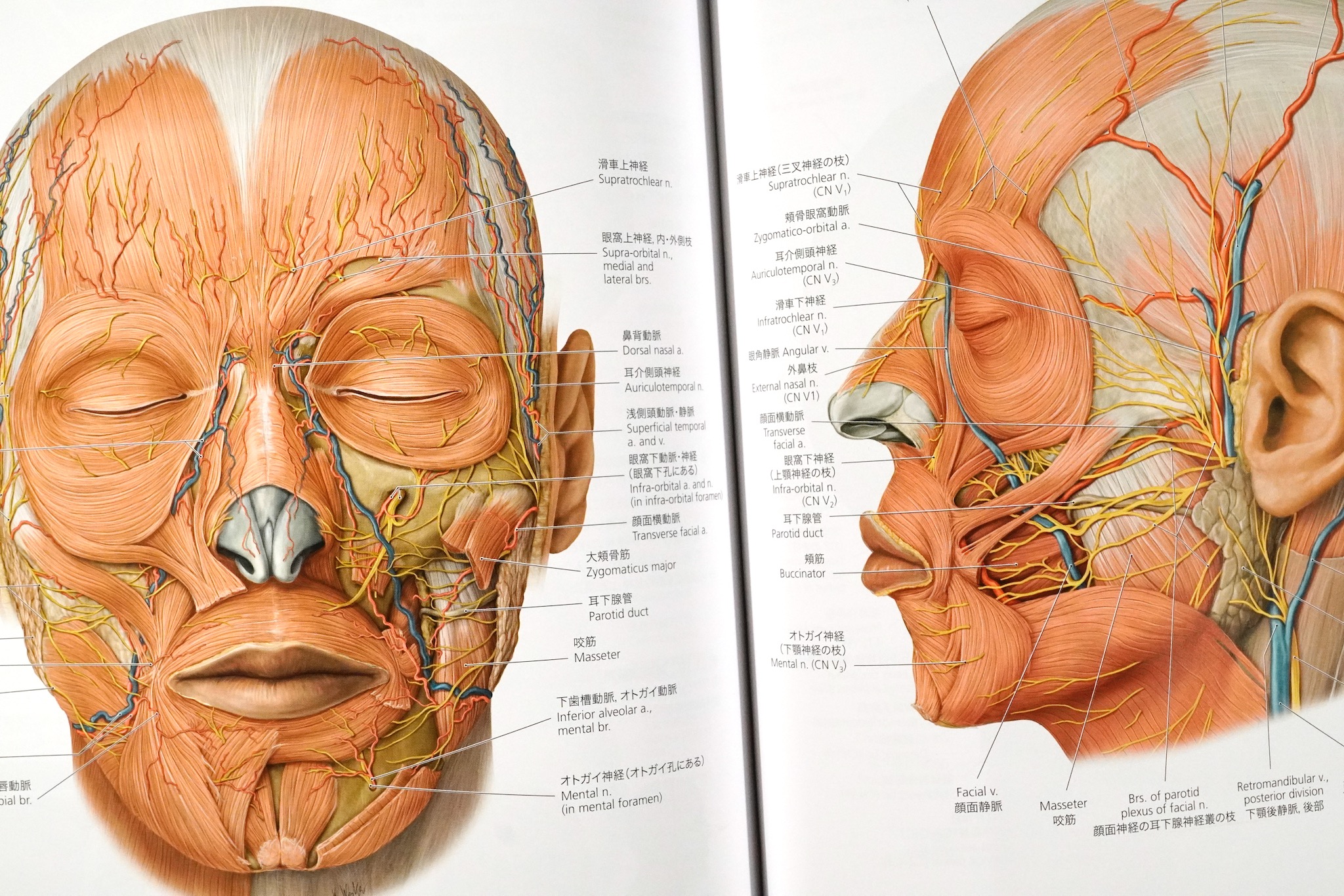 プロメテウス解剖学 コア アトラス 第4版 / Anatomy 今日も明日も