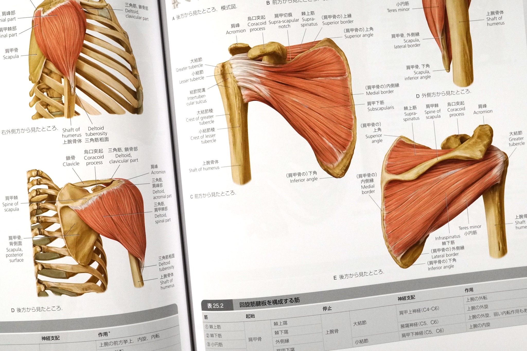 プロメテウス解剖学 コア アトラス 第4版 / Anatomy 今日も明日も