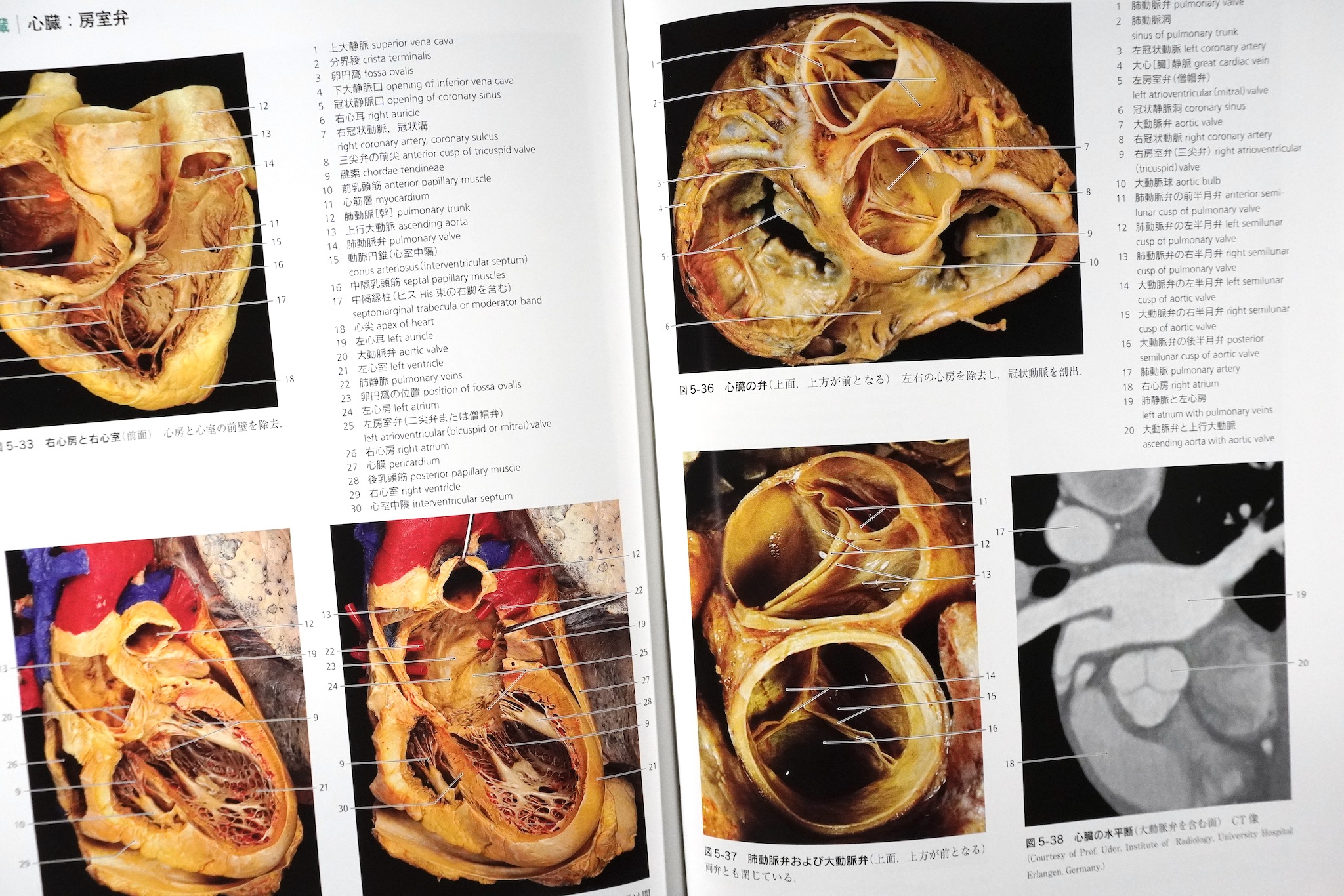 解剖学カラーアトラス 第9版 / Anatomy 今日も明日も/解剖学カラー