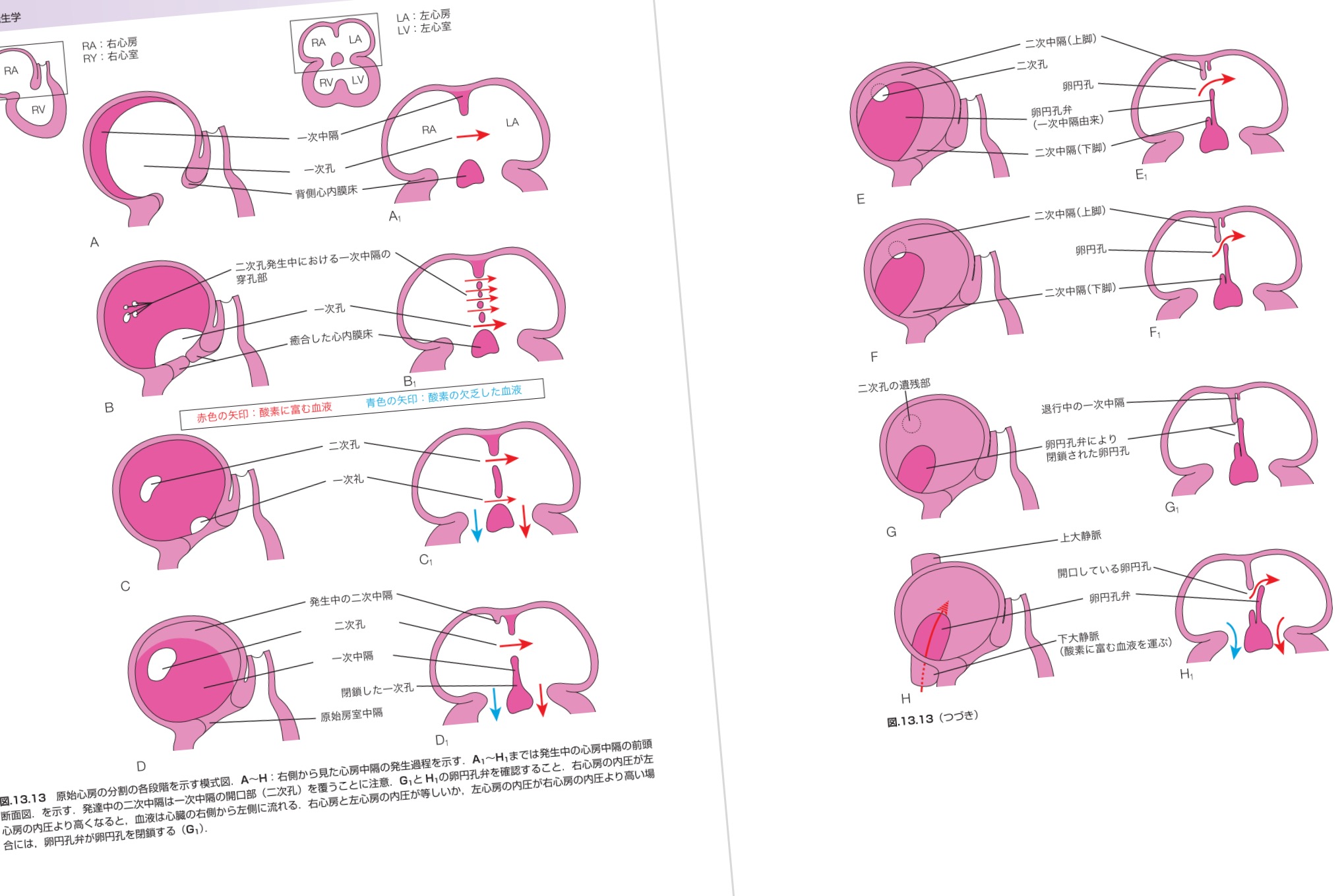 ムーア人体発生学 原著第11版 / Anatomy 今日も明日も/ムーア人体発生